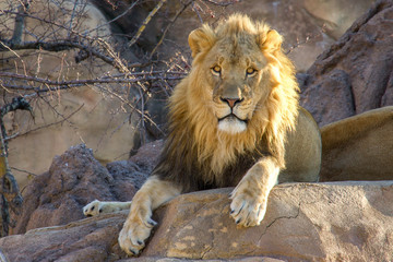 Naklejka premium portrait of a lion