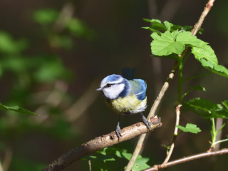 Eurasian blue tit, Cyanistes caeruleus, perching