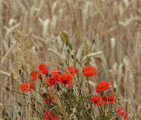 Wheat field with red wild poppies in late summer