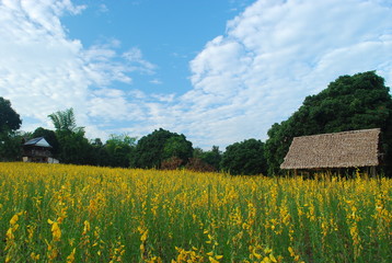 yellow field of oilseed rape