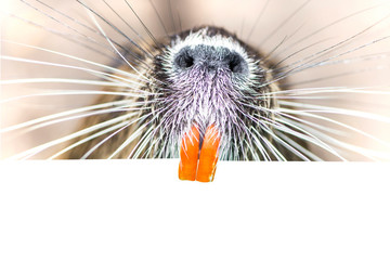 funny animal coypu holds a bright orange teeth white poster for advertising