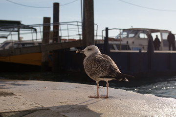 Möwe am Hafen in Venedig