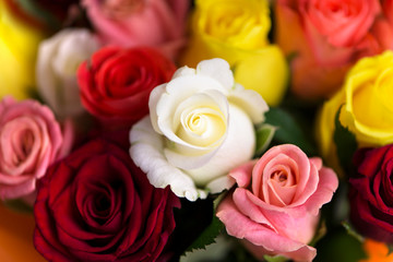 beautiful background of multi-colored roses, bouquet