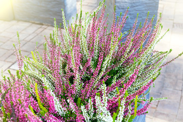 Pink, green and purple calluna vulgaris in decorative flower pot outdoor
