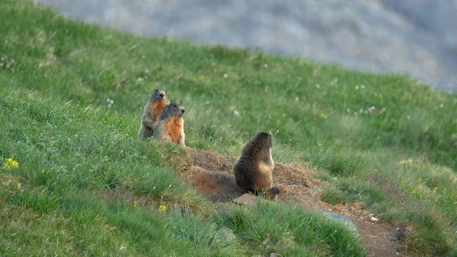 Alpine marmot in the mountains