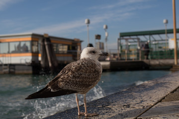 Möwe am Hafen in Venedig