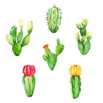 Watercolor hand drawn exotic botany cactuses with flowers illustration set isolated on white background