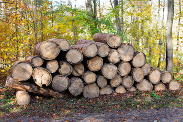 Freshly cut tree logs piled up near a forest road