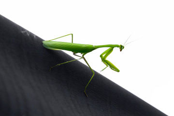 Life of a Grasshopper Giant Green Praying Mantis, it is predatory insect species inhabiting grasslands.