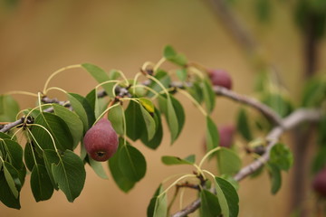 Young fruit tree with ripe dark burgundy pears growing in the summer garden