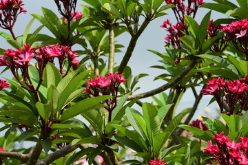 Colorful flowers in the garden.Plumeria flower blooming.Beautiful flowers in the garden