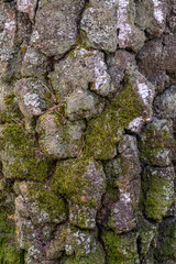 The texture of the bark of a tree. Birch trunk covered with moss and lichen.
