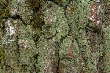The texture of the bark of a tree. Birch trunk covered with moss and lichen.