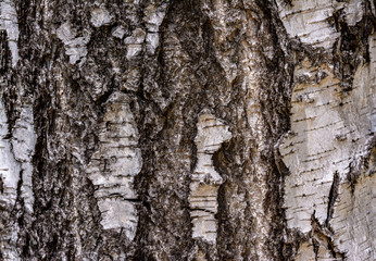Texture of tree bark. Birch trunk