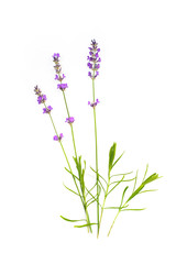 Naklejka na ściany i meble Lavender on a white isolated background. Medicinal plants.