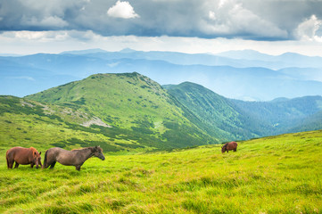 Fototapeta na wymiar Grazing horses at high-land pasture at Carpathian Mountains. Herd of horses is grazed against mountains in the summer.