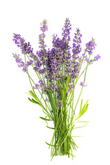 Bouquet of lavender on a white isolated background. Medicinal plants.