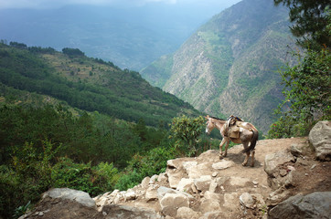 Mule on trail in Himalaya mountains, Solukhumbu region, Nepal