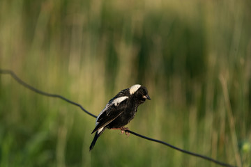 Bobolink