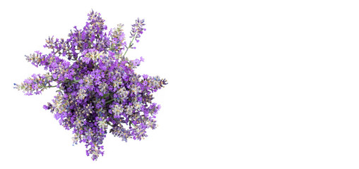 Bouquet of lavender on a white isolated background. Medicinal plants. View from above.