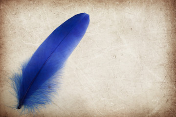 Beautiful abstract color blue feather on the brown and white isolated background and wallpaper