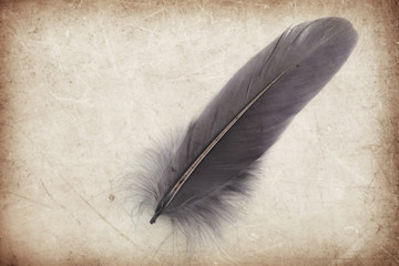 Beautiful abstract color gray and black feather on the brown and white isolated background and wallpaper
