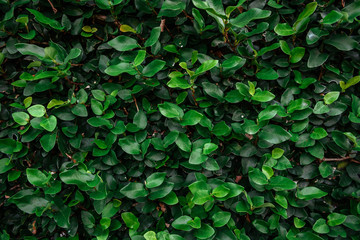 Fototapeta na wymiar Floristic background. Green leaves on wall.