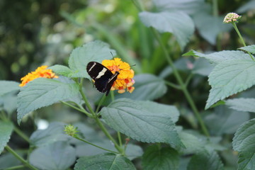 Butterfly at a tropical house