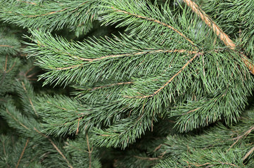 Pine branches - close-up.