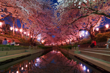 日本の桜　夜桜花見