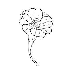 Vector illustration, isolated tagetes flower in black and white colors, outline hand painted drawing