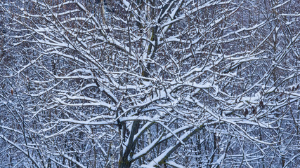 Russian winter abstract background with tree branches in snow, selective focus