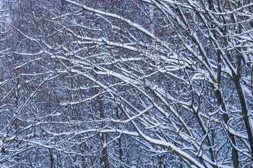 Fototapeta na wymiar Russian winter abstract background with tree branches in snow, selective focus