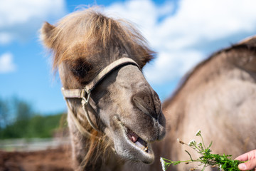 Camel eating grass in ecological farm