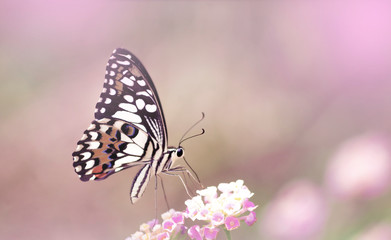 Amazing beautiful butterfly of pink pastel flowers on a Pink garden background. perfect macro close up
