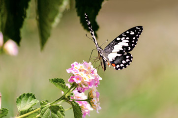 Amazing beautiful butterfly of fresh flowers on a pink of flowers background. perfect macro close up