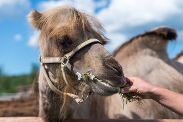 Camel eating grass in ecological farm