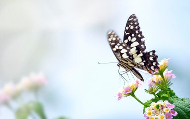 Amazing beautiful butterfly of white pastel flowers on a pink of flowers background. perfect macro close up