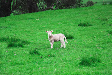 Obraz premium lamb on green grass