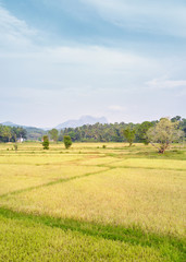 Fototapeta premium Paddy Plant Plantation Flat Lay Airscape Photo