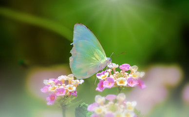 Green butterfly on Perfect pink flowers and fresh colorful of background