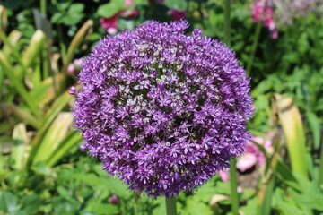 Obraz premium the round, blue blossom of the Allium