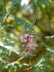 Floraison (indigofera Jucunda)