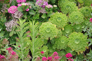 A bed of a echeveria and other colorful flowers and plants in a town garden