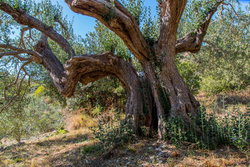 Fototapeta na wymiar Ancient olive tree