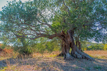Ancient olive tree