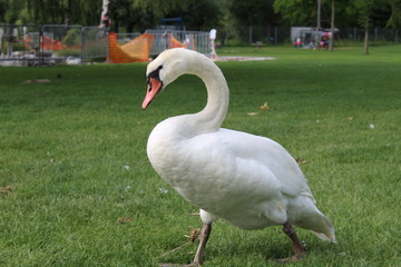 a swan ashore on a green area at Lake Constance
