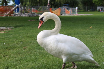 a swan ashore on a green area at Lake Constance