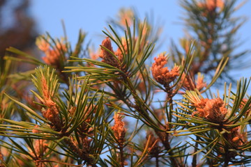branch of a pine