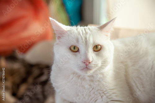 White Cat Cute Happy Cat Lovely Comfortable Love To